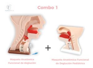 Maqueta Deglución Adulto + Maqueta Deglución Pediátrica