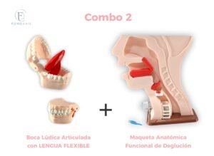 Maqueta Deglución Adulto + Boca Lúdica Articulada Con Lengua Flexible