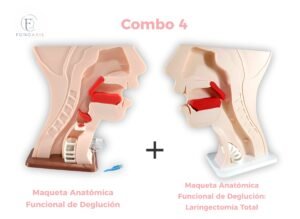 Maqueta Deglución Adulto + Maqueta Deglución Adulto: Laringectomía Total