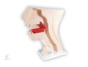 Maqueta Anatómica Funcional De Deglución: Laringectomía Total