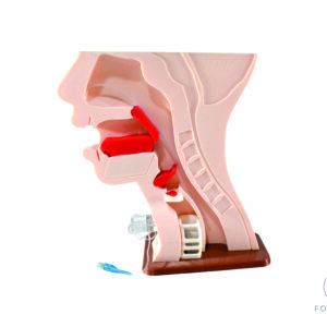 Maqueta Anatómica Funcional De Deglución