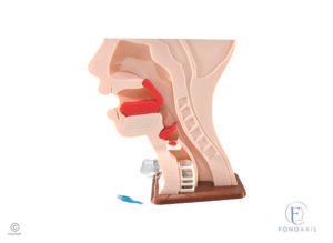 Maqueta Anatómica Funcional De Deglución