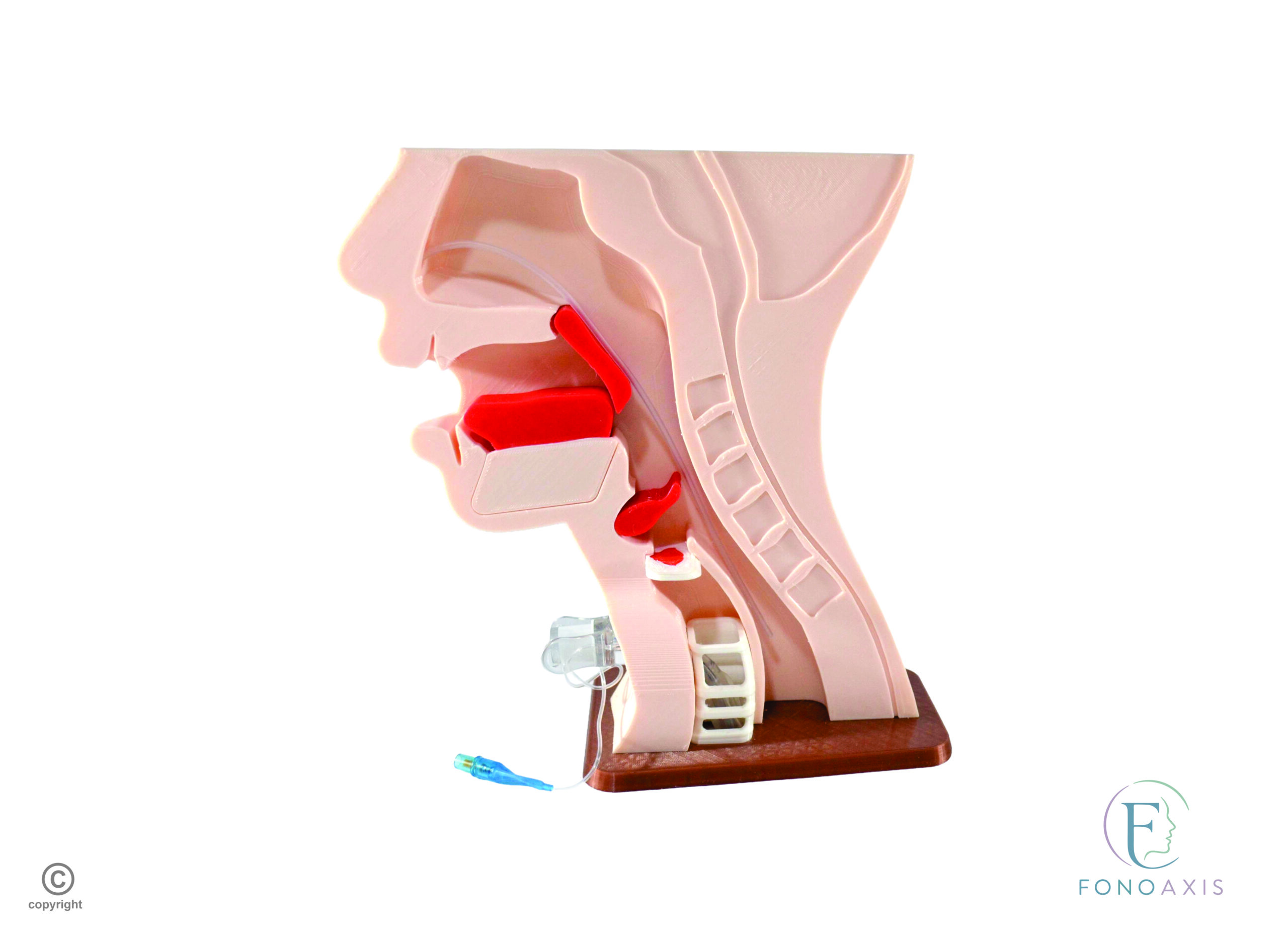 Maqueta Anatómica Funcional De Deglución