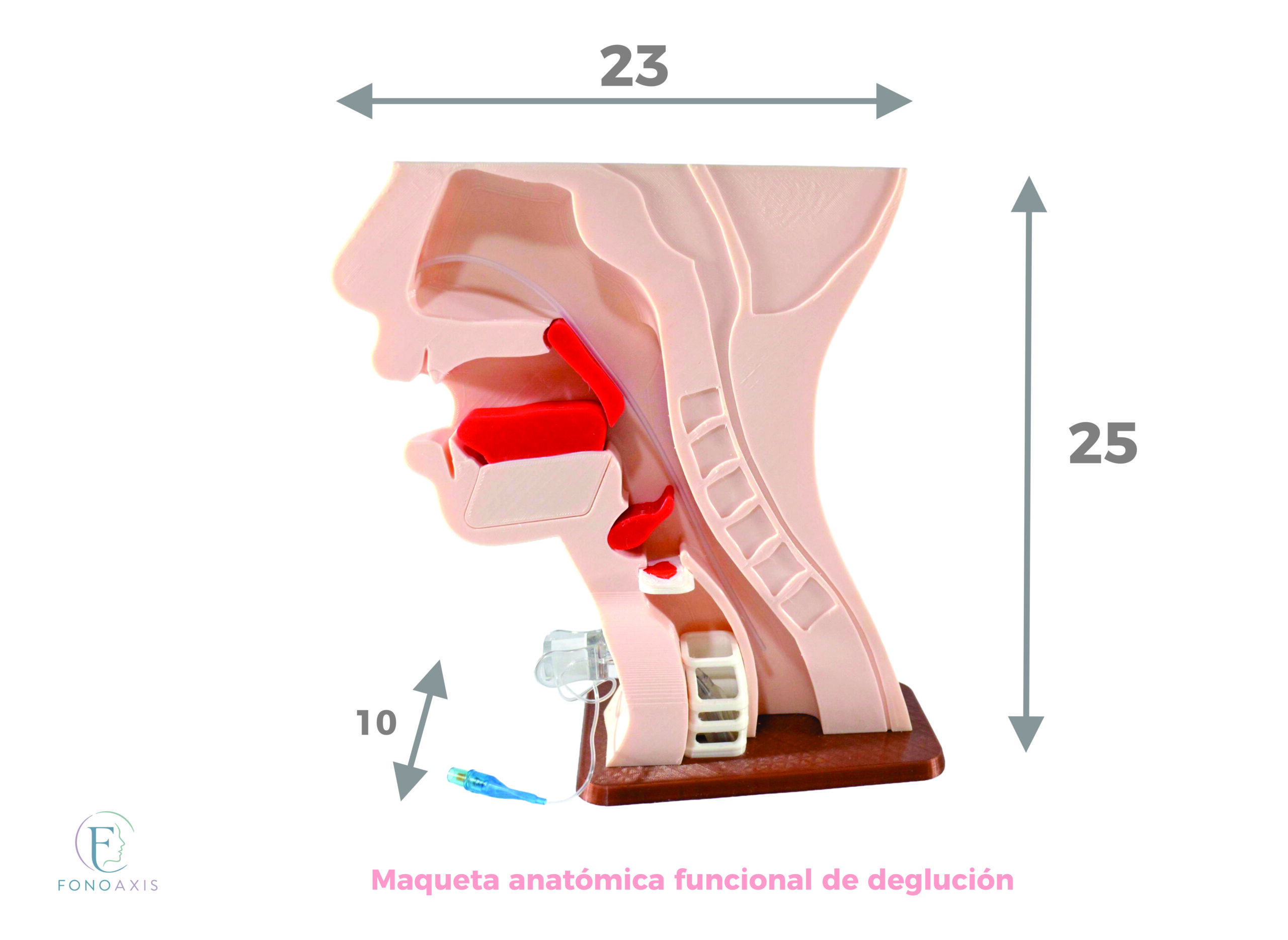 Maqueta Anatómica Funcional De Deglución - Imagen 2