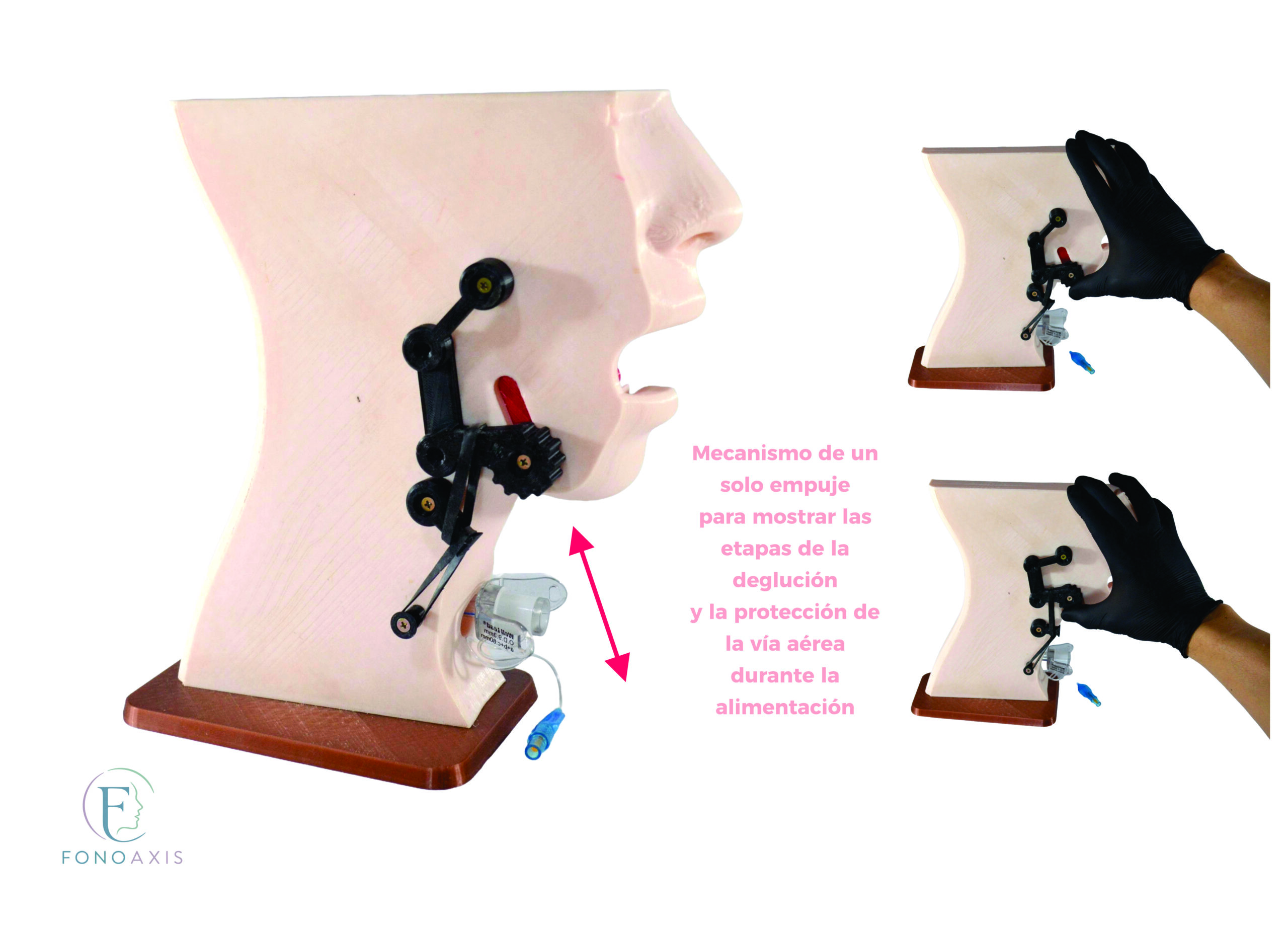 Maqueta Anatómica Funcional De Deglución - Imagen 4