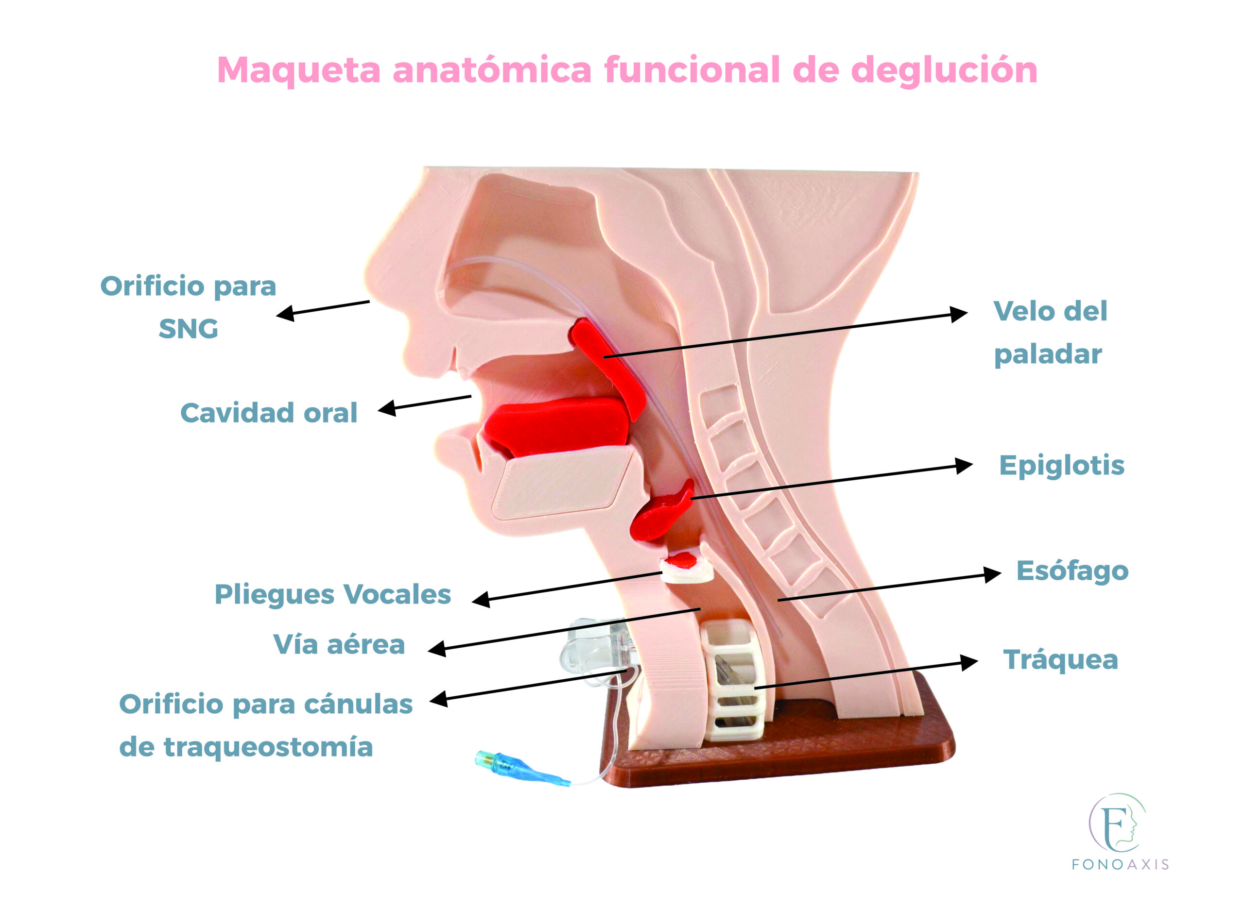 Maqueta Anatómica Funcional De Deglución - Imagen 3