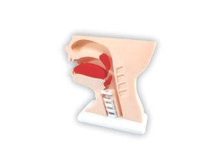 Maqueta Anatómica Funcional De Deglución Pediátrica